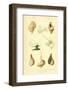 SHELLS #7-R NOBLE-Framed Photographic Print