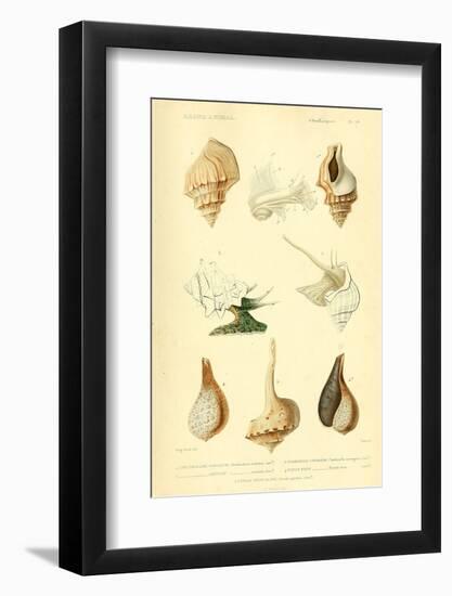 SHELLS #7-R NOBLE-Framed Photographic Print