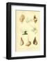 SHELLS #7-R NOBLE-Framed Photographic Print