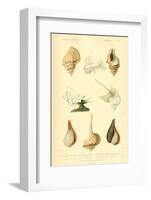 SHELLS #7-R NOBLE-Framed Photographic Print