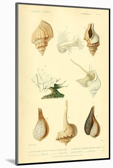 SHELLS #7-R NOBLE-Mounted Photographic Print
