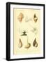 SHELLS #7-R NOBLE-Framed Photographic Print