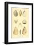 SHELLS #8-R NOBLE-Framed Photographic Print