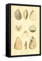 SHELLS #8-R NOBLE-Framed Stretched Canvas