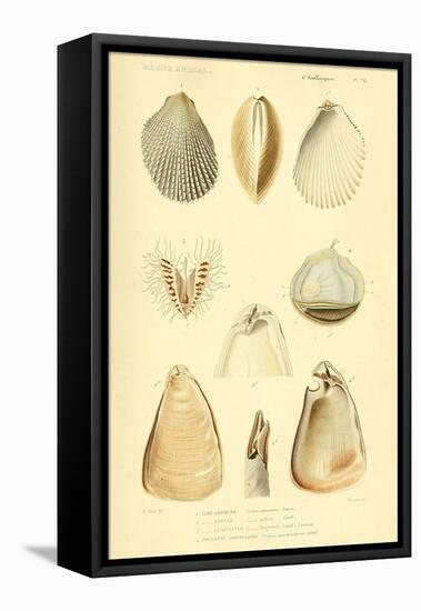 SHELLS #8-R NOBLE-Framed Stretched Canvas