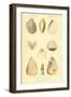 SHELLS #8-R NOBLE-Framed Photographic Print