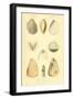 SHELLS #8-R NOBLE-Framed Photographic Print