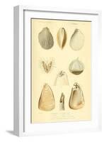 SHELLS #8-R NOBLE-Framed Photographic Print