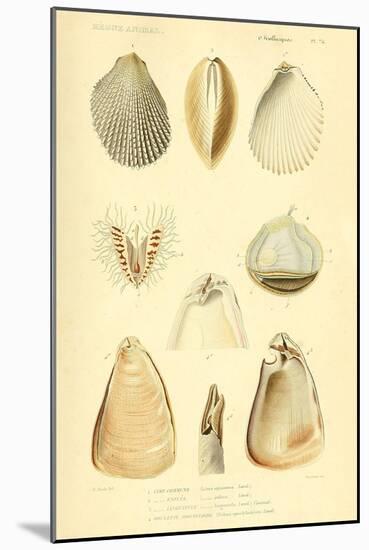 SHELLS #8-R NOBLE-Mounted Photographic Print