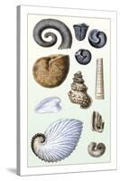 Shells: Ammonacea-G.b. Sowerby-Stretched Canvas