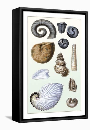 Shells: Ammonacea-G.b. Sowerby-Framed Stretched Canvas