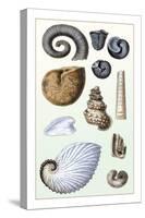 Shells: Ammonacea-G.b. Sowerby-Stretched Canvas