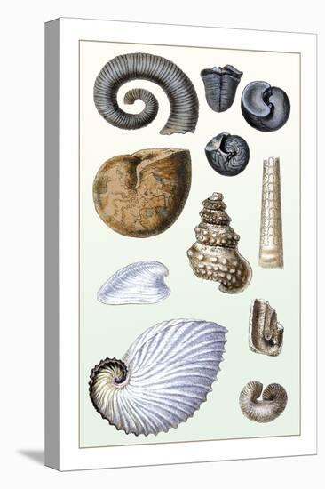 Shells: Ammonacea-G.b. Sowerby-Stretched Canvas
