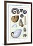 Shells: Ammonacea-G.b. Sowerby-Framed Art Print