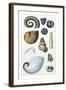 Shells: Ammonacea-G.b. Sowerby-Framed Art Print