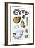 Shells: Ammonacea-G.b. Sowerby-Framed Art Print