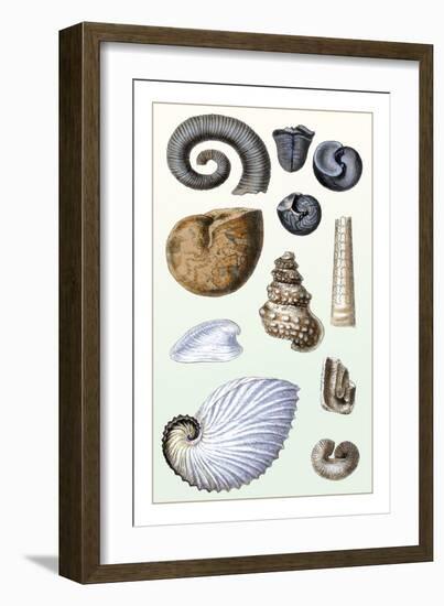 Shells: Ammonacea-G.b. Sowerby-Framed Art Print