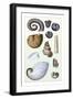 Shells: Ammonacea-G.b. Sowerby-Framed Art Print