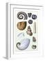 Shells: Ammonacea-G.b. Sowerby-Framed Art Print