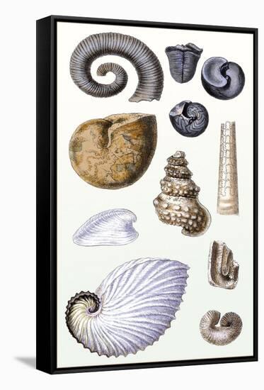 Shells: Ammonacea-G.b. Sowerby-Framed Stretched Canvas