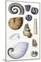 Shells: Ammonacea-G.b. Sowerby-Mounted Art Print