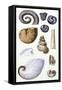 Shells: Ammonacea-G.b. Sowerby-Framed Stretched Canvas