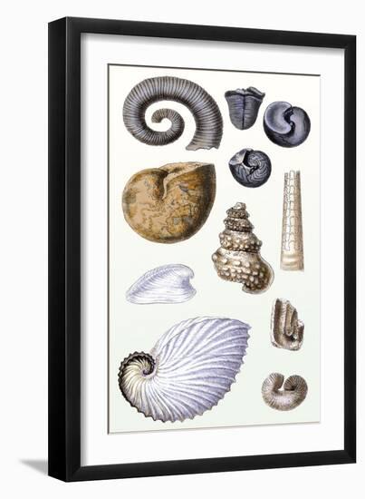 Shells: Ammonacea-G.b. Sowerby-Framed Art Print