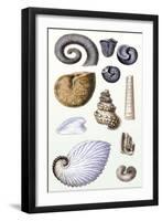 Shells: Ammonacea-G.b. Sowerby-Framed Art Print