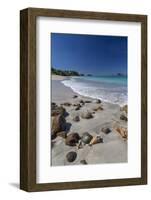 Shells and Rocks Lie on the Beach of Spearn Bay Lit the Tropical Sun and Washed by Caribbean Sea-Roberto Moiola-Framed Photographic Print