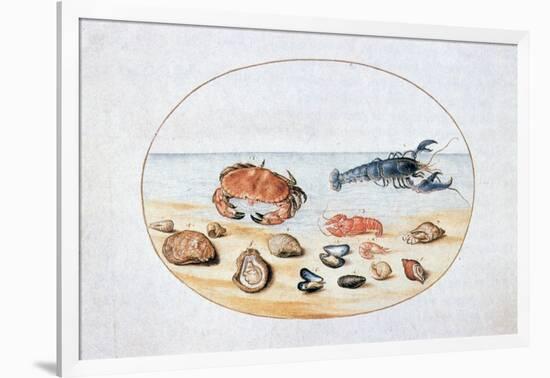 Shells and Shellfish, 16th Century-Joris Hoefnagel-Framed Giclee Print
