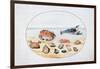 Shells and Shellfish, 16th Century-Joris Hoefnagel-Framed Giclee Print