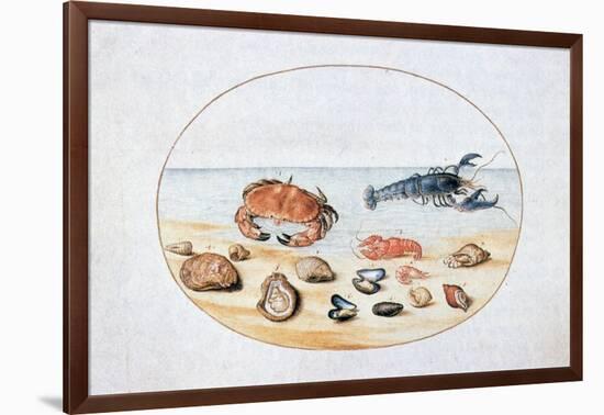 Shells and Shellfish, 16th Century-Joris Hoefnagel-Framed Giclee Print