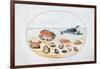 Shells and Shellfish, 16th Century-Joris Hoefnagel-Framed Giclee Print