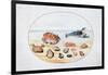 Shells and Shellfish, 16th Century-Joris Hoefnagel-Framed Giclee Print