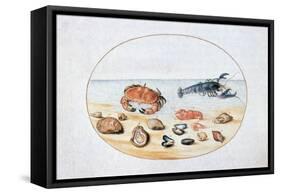 Shells and Shellfish, 16th Century-Joris Hoefnagel-Framed Stretched Canvas
