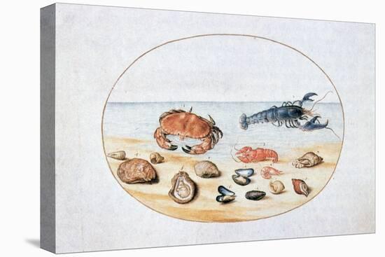 Shells and Shellfish, 16th Century-Joris Hoefnagel-Stretched Canvas