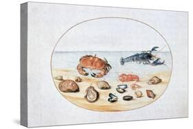 Shells and Shellfish, 16th Century-Joris Hoefnagel-Stretched Canvas