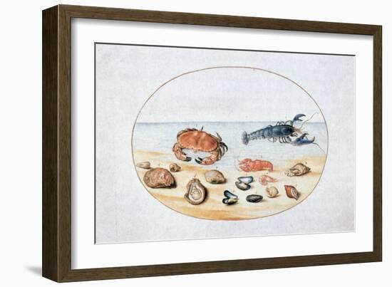 Shells and Shellfish, 16th Century-Joris Hoefnagel-Framed Giclee Print