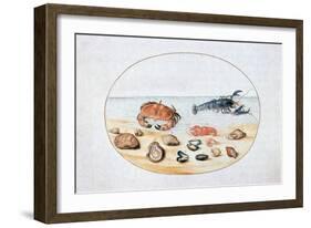 Shells and Shellfish, 16th Century-Joris Hoefnagel-Framed Giclee Print