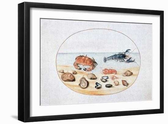 Shells and Shellfish, 16th Century-Joris Hoefnagel-Framed Giclee Print