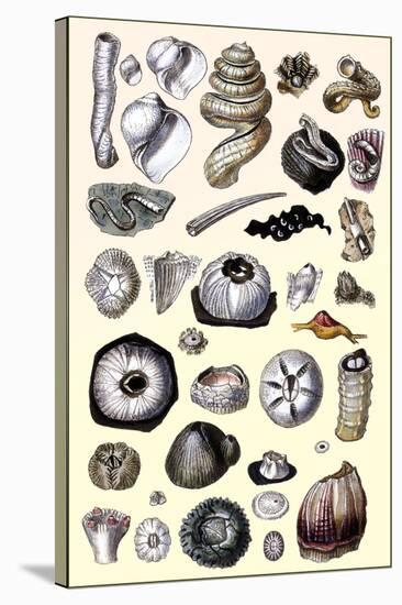 Shells: Annelides and Cirripedes-G.b. Sowerby-Stretched Canvas