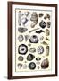 Shells: Annelides and Cirripedes-G.b. Sowerby-Framed Art Print