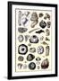 Shells: Annelides and Cirripedes-G.b. Sowerby-Framed Art Print