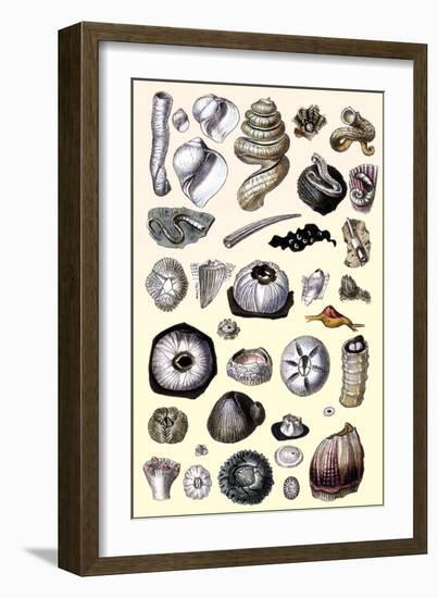 Shells: Annelides and Cirripedes-G.b. Sowerby-Framed Art Print