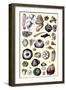 Shells: Annelides and Cirripedes-G.b. Sowerby-Framed Art Print
