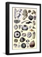 Shells: Annelides and Cirripedes-G.b. Sowerby-Framed Art Print