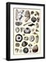 Shells: Annelides and Cirripedes-G.b. Sowerby-Framed Art Print