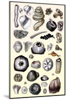 Shells: Annelides and Cirripedes-G.b. Sowerby-Mounted Art Print