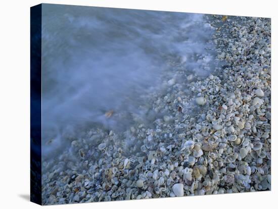 Shells at Beach, Sanibel Island, Florida-Rolf Nussbaumer-Stretched Canvas