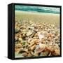Shells Beach II-Lisa Hill Saghini-Framed Stretched Canvas